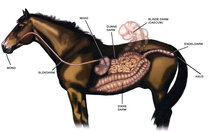 Maag & darmen  width=
