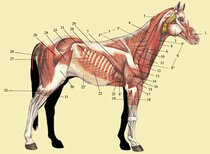 Spieren, pezen en gewrichten  width=