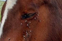 Vliegen en muggen  width=