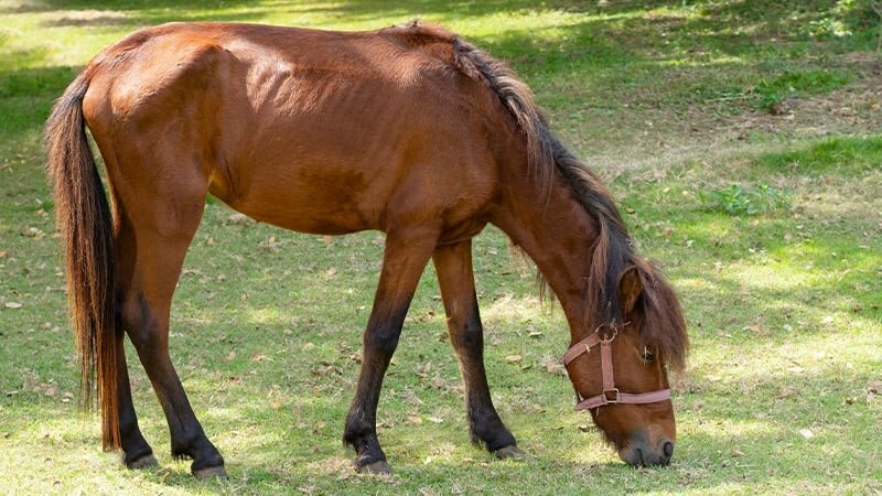 Te mager paard? Voeding om je paard gezond te laten aankomen