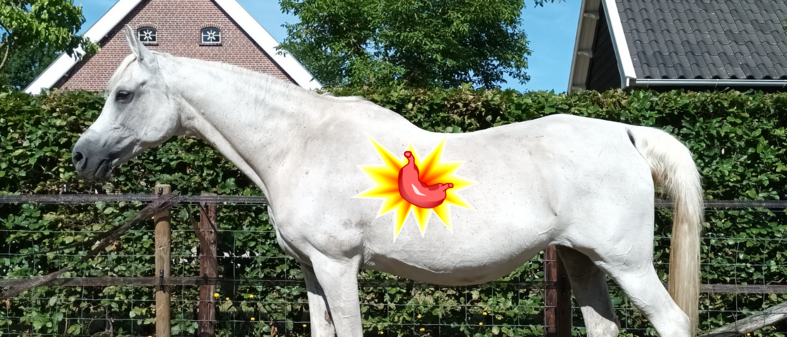 Voeding voor paarden met een gevoelige maag