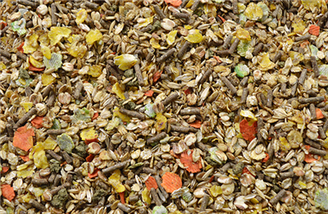 Hippalgo Merrie & Veulenmix