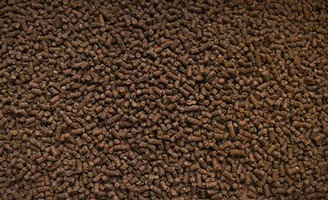 Hippalgo Body Builder